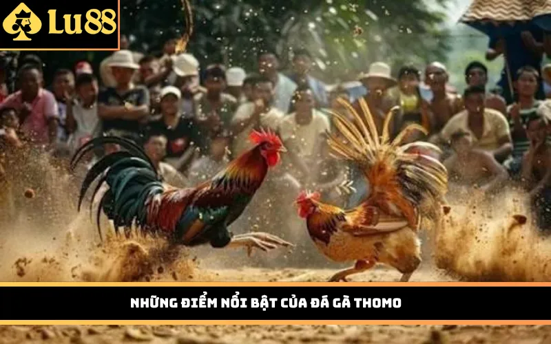 Những điểm nổi bật của đá gà Thomo