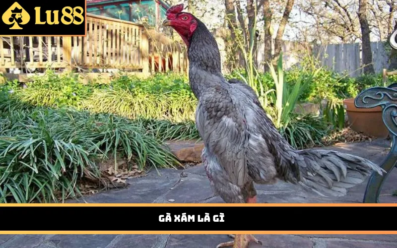 Gà xám là gì?