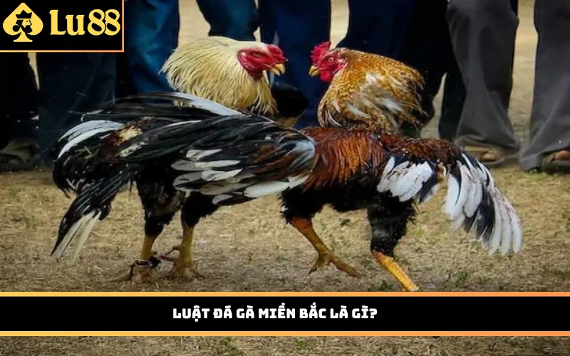 Luật đá gà miền Bắc là gì?