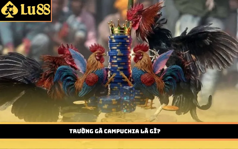 Trường gà Campuchia là gì?