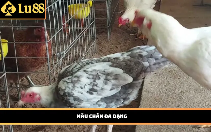 Màu chân đa dạng