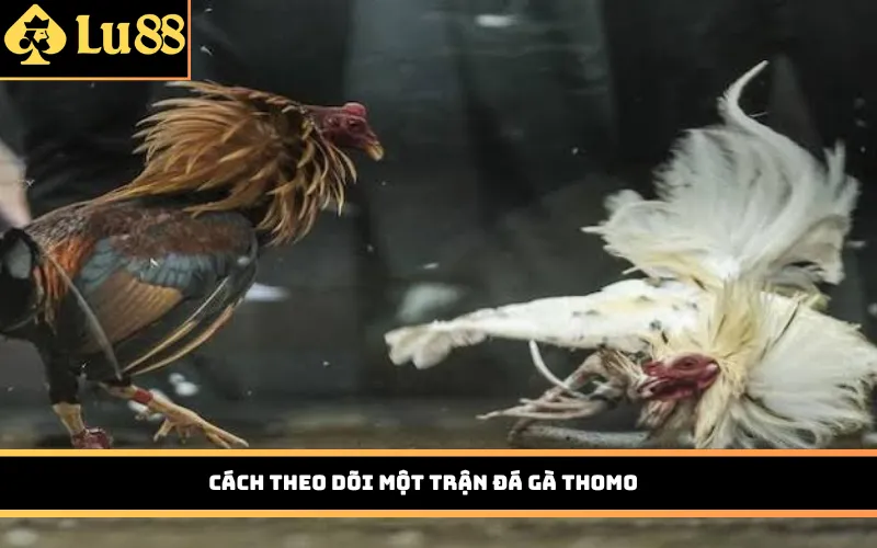 Cách theo dõi một trận đá gà Thomo