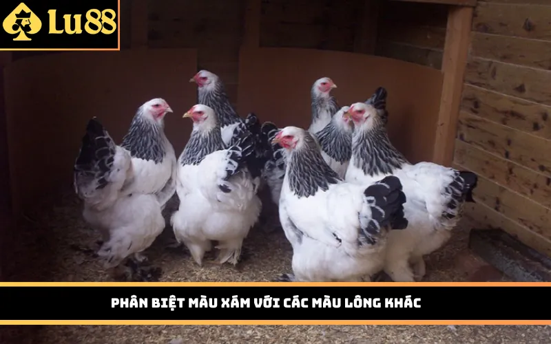 Phân biệt màu xám với các màu lông khác