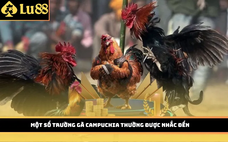 Một số trường gà Campuchia thường được nhắc đến
