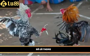 Đá Gà Thomo