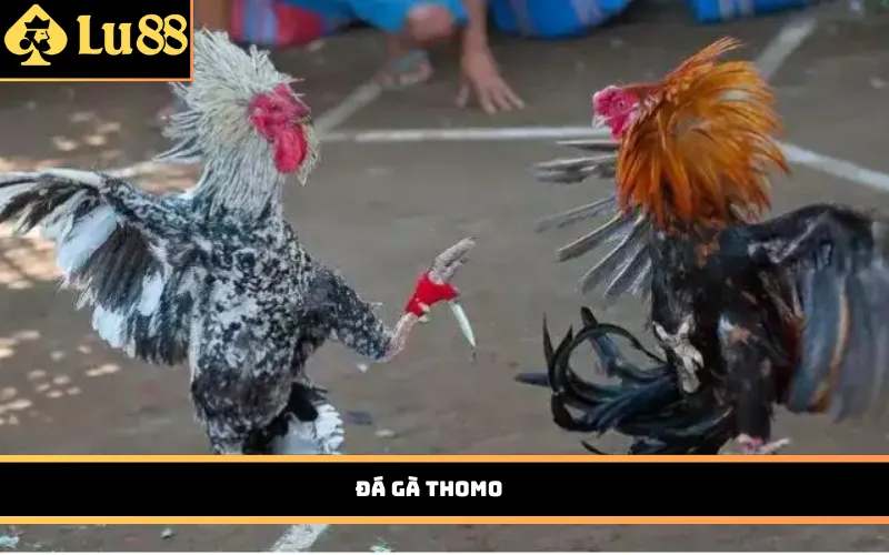 Đá Gà Thomo