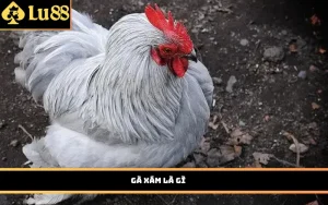 gà xám là gì