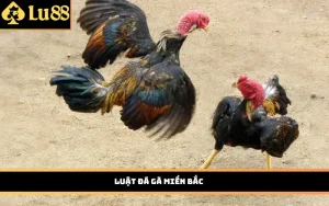 Luật đá gà miền Bắc