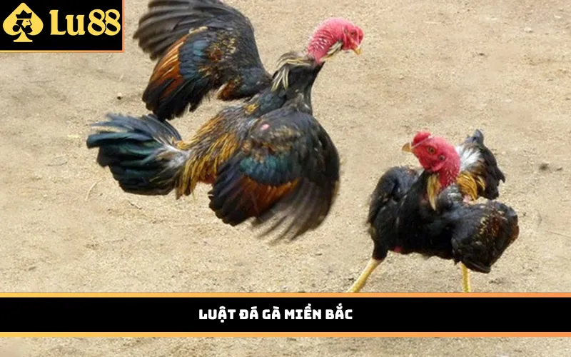 Luật đá gà miền Bắc